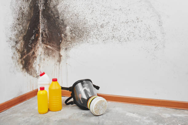 Best Toxic Mold Removal  in Briar Chapel, NC