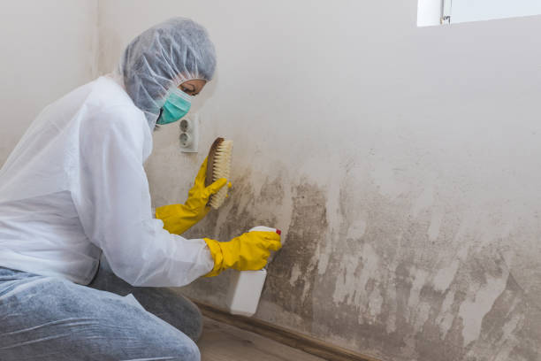 Best Mold Damage Repair  in Briar Chapel, NC