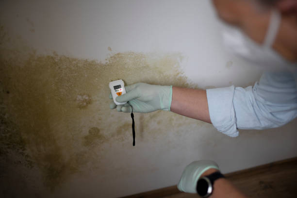 Best Toxic Mold Removal  in Briar Chapel, NC