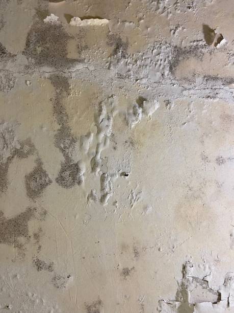 Best Black Mold Removal  in Briar Chapel, NC