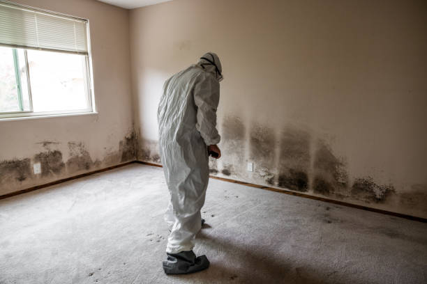 Best Attic Mold Removal  in Briar Chapel, NC